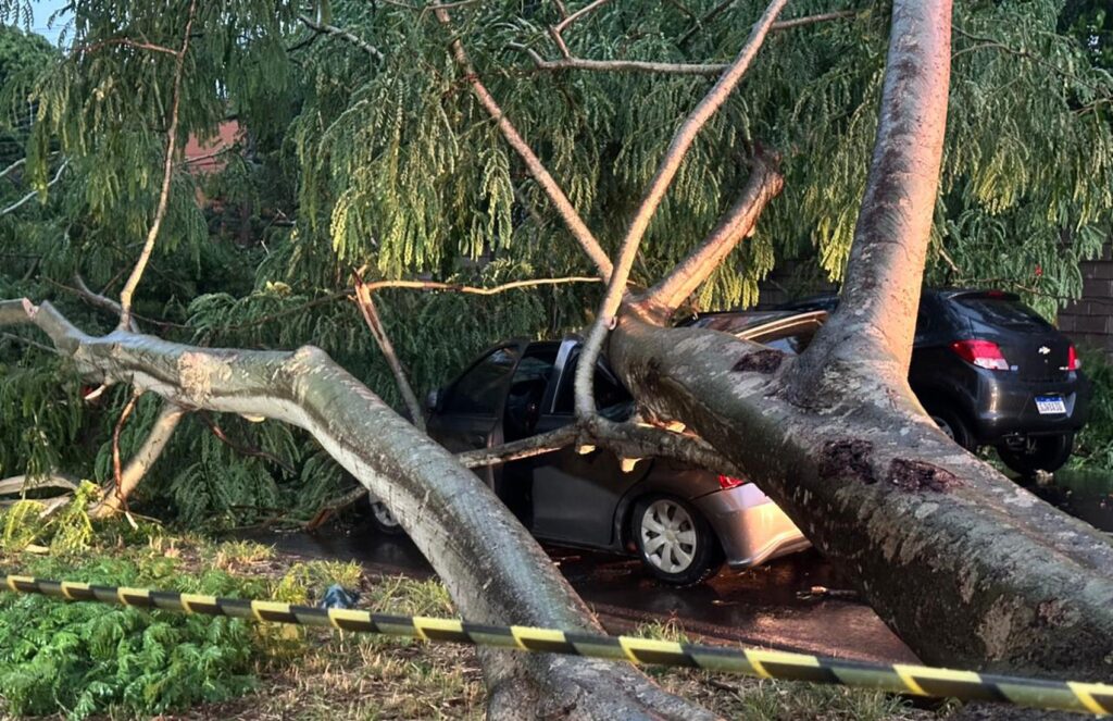 Árvore cai sobre carro em Ribeirão Preto; motorista ficou ferido