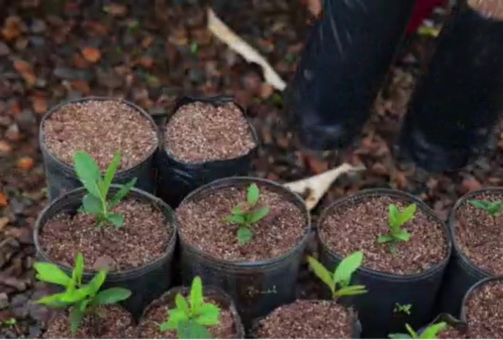 Fruta vira alternativa de renda e preservação com formação de guaviral