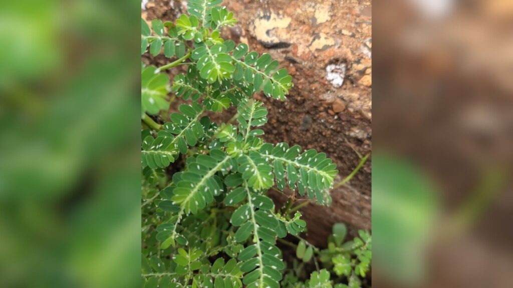 VÍDEO: ‘Névoa’ de mosca-branca chama atenção de moradores no interior de MG