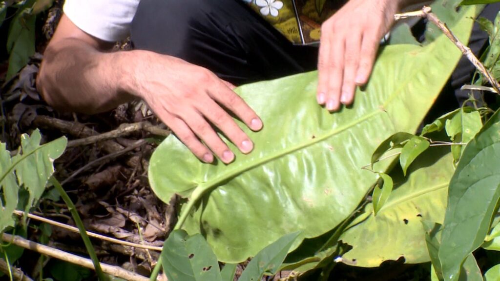 Antúrio das Pedras: nova espécie de planta é descoberta em propriedade rural no ES