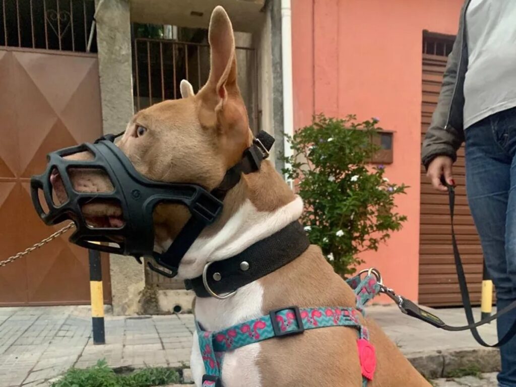 Após ataque com morte, vereadores propõem regras mais rígidas para cães de grande porte em São José