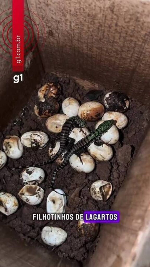 Biólogo registra nascimento de filhotes de teiú após resgate em SC