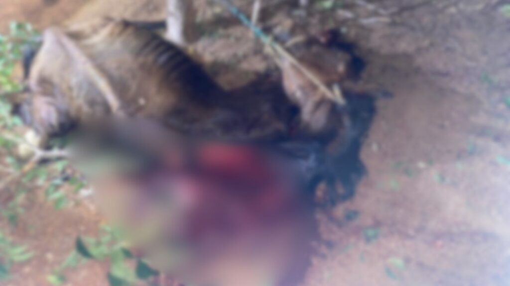 Cavalo é morto com golpe de faca após entrar em fazenda no interior do PI