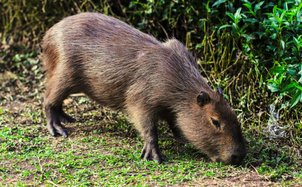 Mapeamento de capivaras indica baixo risco de febre maculosa em Floripa
