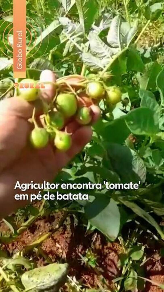 'Tomatinhos' no pé de batata? Entenda fenômeno que assustou produtor em MG
