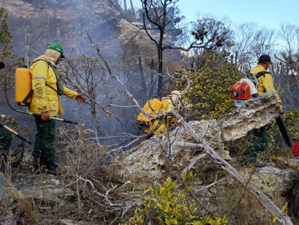 Vagas para brigadistas florestais no Pará: Semas abre 112 postos