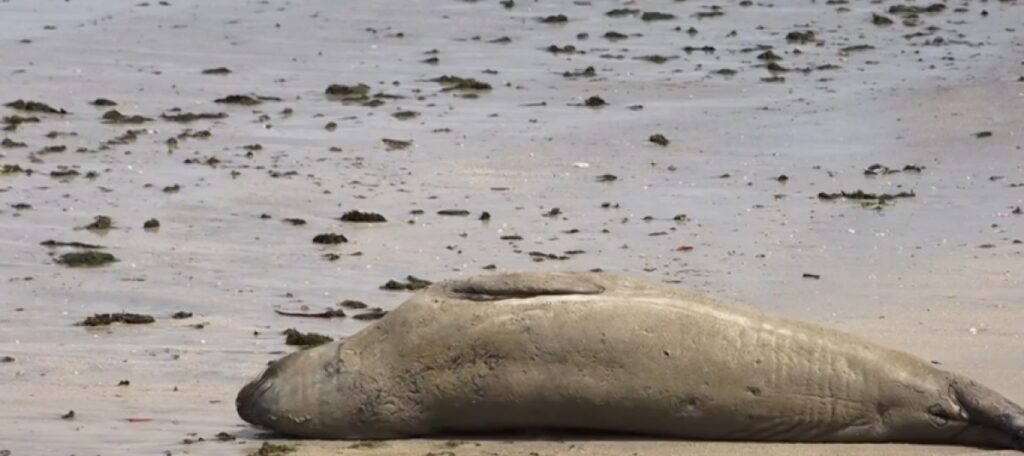 Xuxa compartilha vídeo e denuncia morte de elefante-marinho achado partido ao meio em praia de Alagoas