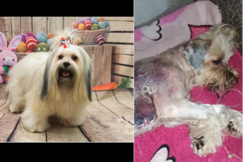 Cão que sofreu queimaduras após banho em pet shop irregular de Cuiabá irá passar por transfusão sanguínea