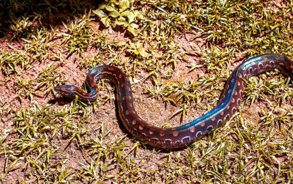 Pesquisa da USP descobre machos de jiboias arco-íris 'com útero'