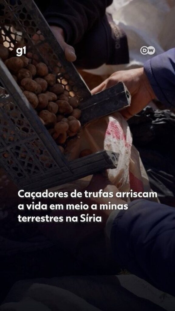 ‘Iguarias banhadas em sangue’: caçadores de trufas arriscam a vida em meio a minas terrestres na Síria