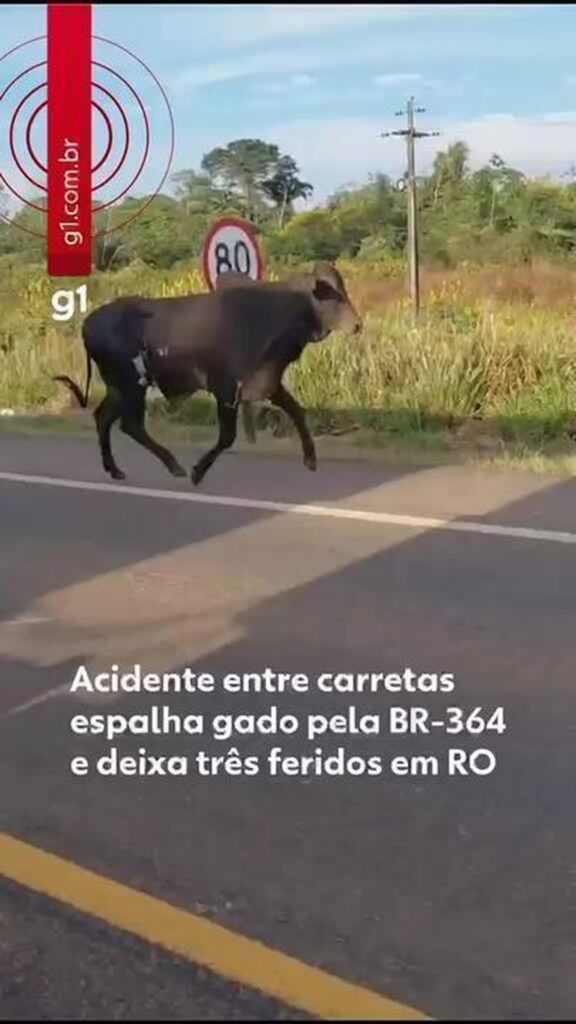 Acidente entre carretas espalha gado pela BR-364 e deixa três feridos em RO