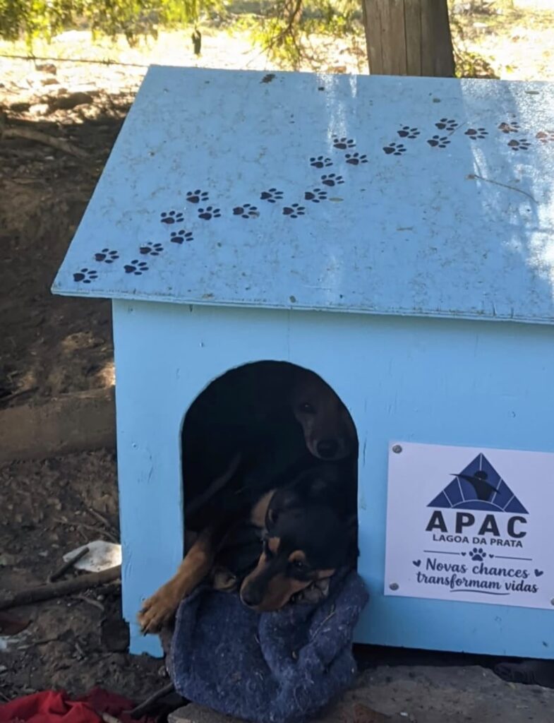 Detentos em MG constroem casinhas para animais em ressocialização