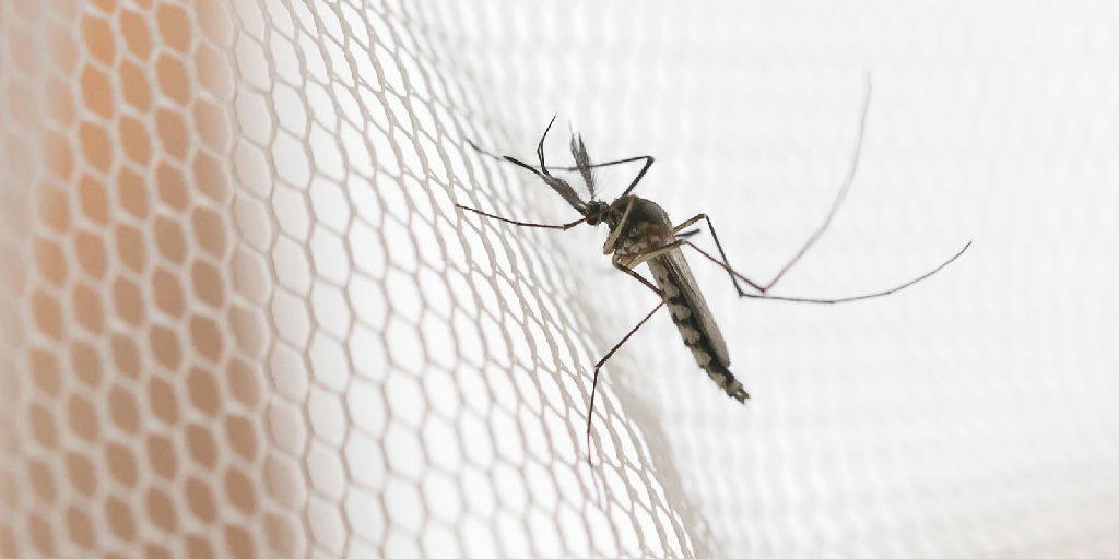 Dengue em São Paulo: cidades do noroeste lideram incidência de casos no estado
