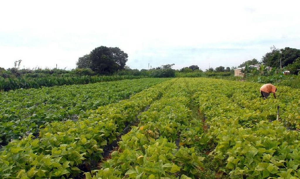 Governo federal libera R$ 64,3 milhões para segurança alimentar e povos indígenas