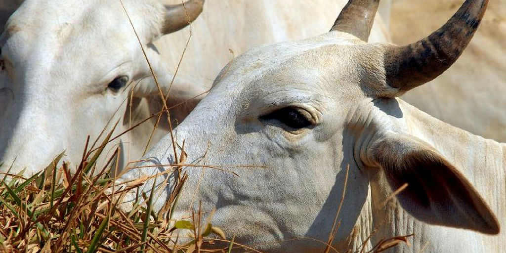 Carne bovina brasileira enfrenta tarifa de 67% para exportação à China