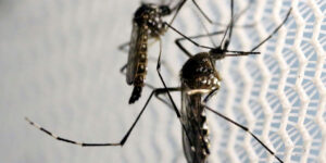 Quase 50% das cidades brasileiras enfrentam risco ou alerta de surto por Aedes aegypti