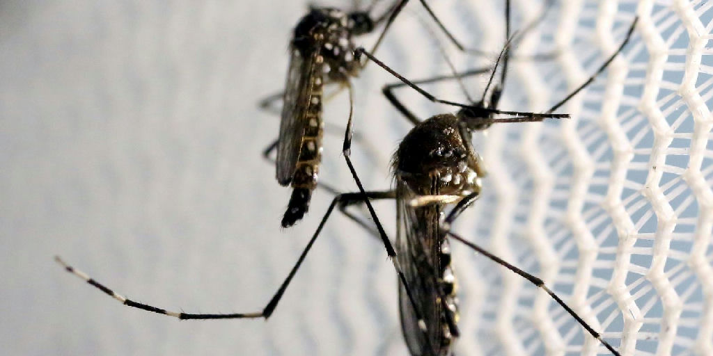 Quase 50% das cidades brasileiras enfrentam risco ou alerta de surto por Aedes aegypti