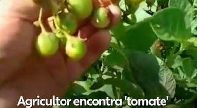 'Tomatinhos' no pé de batata? Entenda fenômeno que assustou produtor em MG