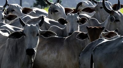 Agro brasileiro abre mercados para 29 produtos em 9 países nos primeiros dias de abril
