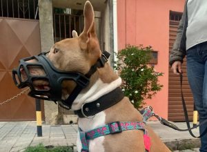 Após ataque com morte, vereadores propõem regras mais rígidas para cães de grande porte em São José