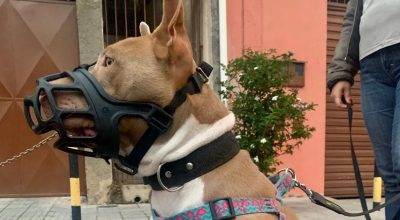 Após ataque com morte, vereadores propõem regras mais rígidas para cães de grande porte em São José