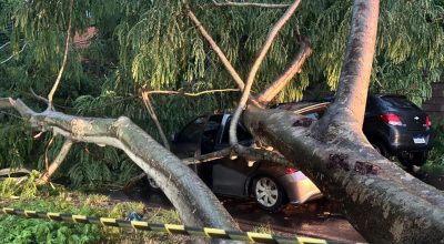 Árvore cai sobre carro em Ribeirão Preto; motorista ficou ferido