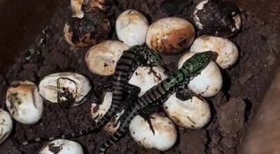 Biólogo registra nascimento de filhotes de teiú após resgate em SC