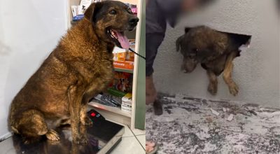 Cadela encontrada presa em parede concretada no Paraná é adotada e passa por avaliação veterinária: 'Todos os vizinhos vão querer paparicar'