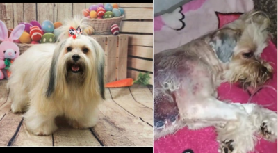 Cão que sofreu queimaduras após banho em pet shop irregular de Cuiabá irá passar por transfusão sanguínea