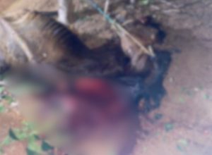 Cavalo é morto com golpe de faca após entrar em fazenda no interior do PI