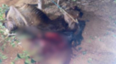 Cavalo é morto com golpe de faca após entrar em fazenda no interior do PI