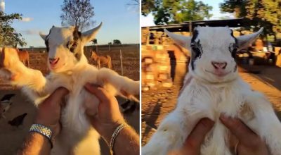 Com milhões de views, fazendeiro viraliza ao mostrar vida com mini animais; veja