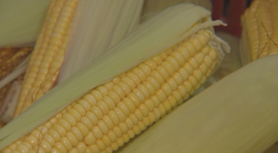 De espiga à pamonha: Capela do Alto mantém tradição e renda com cultivo de milho