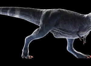 Desvendado o mistério dos braços curtos do T-Rex