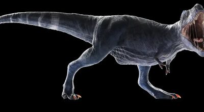 Desvendado o mistério dos braços curtos do T-Rex
