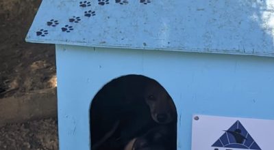 Detentos em MG constroem casinhas para animais em ressocialização