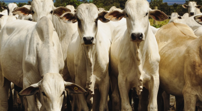 Entenda por que países asiáticos compram pênis bovino de MT