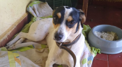 Família procura cachorra que fugiu de casa e foi levada por mulher em Barretos, SP; VÍDEO