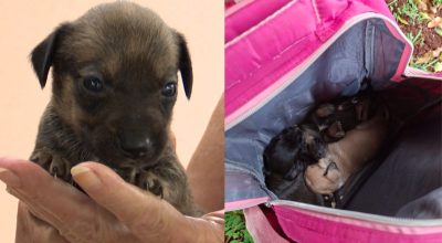 Filhotes de cachorro são abandonados dentro de mochila em calçada, no Paraná
