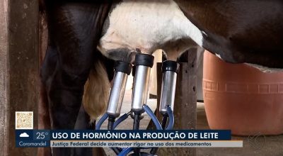 Gado destrói plantação e pecuarista é condenado a mais de R$ 100 mil