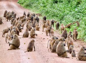 Geometria pode ser instintiva: estudo encontra padrão comum entre macacos e humanos
