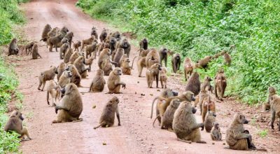 Geometria pode ser instintiva: estudo encontra padrão comum entre macacos e humanos