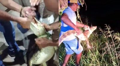 Homem é mordido por jacaré durante captura em Sergipe