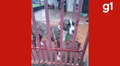 Idoso é preso por suspeita de zoofilia em MT e alega perda de memória