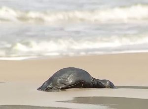Mais de 15 pinguins são encontrados mortos em praia de Florianópolis