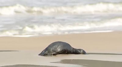 Mais de 15 pinguins são encontrados mortos em praia de Florianópolis