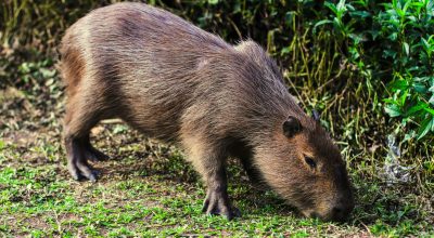 Mapeamento de capivaras indica baixo risco de febre maculosa em Floripa