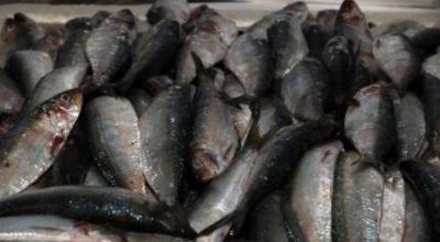 Mercado do Peixe realiza Festival da Sardinha