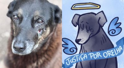 O que se sabe sobre a morte do cão comunitário em SC