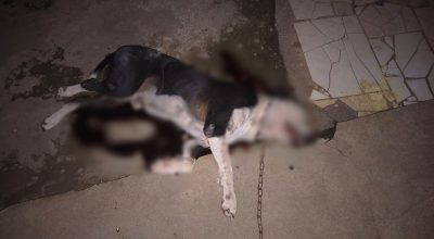 Pitbull ataca homem e é morto a tiros pela polícia em Roraima